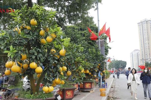 Hà Nội: Bưởi cảnh giá hàng chục triệu đồng 'đắt khách'