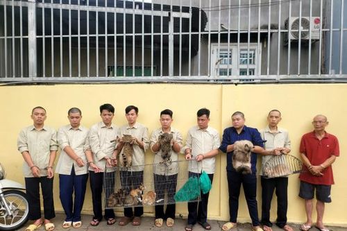 Nhóm 'dơi đêm' chuyên rình mò săn trộm mèo của dân sa lưới
