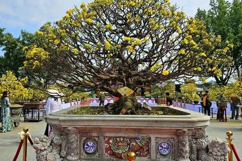 Chiêm ngưỡng dàn mai vàng cổ thụ quý hiếm 'hội tụ' ở Cố đô Huế