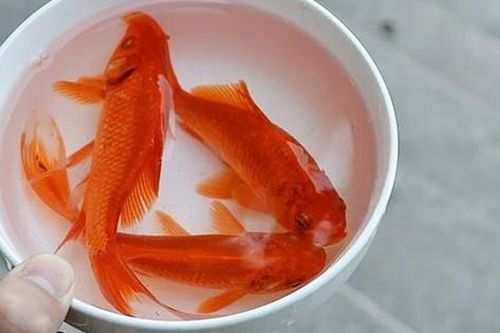 5 sai lầm cần tránh khi cúng ông Công ông Táo