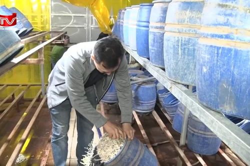 Đột kích xưởng sản xuất gần 3 tấn giá đỗ 'siêu mập' bằng hóa chất cấm