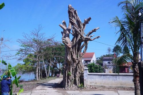 Cưa trụi cây cổ thụ ở di tích, địa phương nói không vi phạm Luật Di sản văn hóa