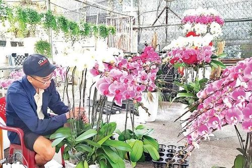 Nhộn nhịp thị trường hoa, cây cảnh cận Tết
