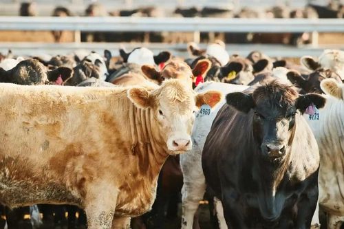 Ký sinh trùng 'giòi ăn thịt' tái xuất ở Mỹ, Texas ban bố thảm họa