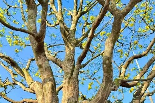 Chiêm ngưỡng mai vàng dáng thế không tì vết tiền tỷ ở Quảng Ngãi