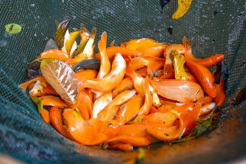 Làng nuôi cá chép đỏ ở xứ Thanh tất bật vào vụ