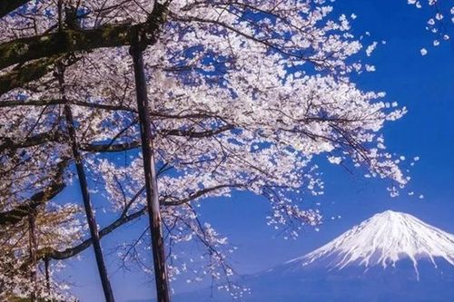 Một thành phố ở Nhật Bản bất ngờ hủy lễ hội hoa anh đào