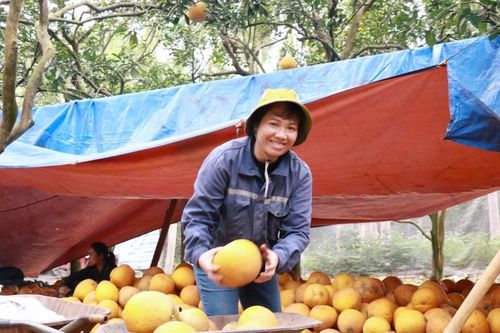 Bưởi Diễn chính gốc giữ giá trước làn sóng xả hàng của bưởi Diễn 'nhập cư'