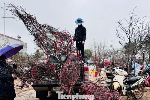 Người Hà Nội đội mưa rét lên Sơn La 'săn' đào cổ chơi Tết