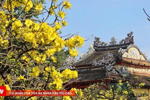 Rực rỡ sắc hoàng mai bên dòng Hương