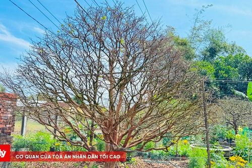 Ngắm cây mai vàng hơn 70 năm tuổi, giá 3,5 tỷ đồng