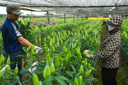 Người dân Tây Tựu thu trăm triệu từ loài hoa 'không thể thiếu' dịp Tết