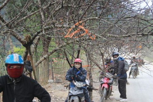 'Lộc rừng' từ đại ngàn xuống phố đón Xuân