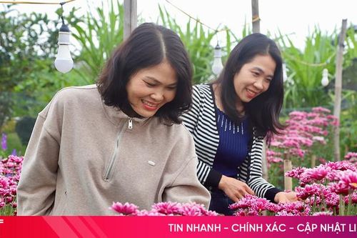 Ngắm vườn hoa Tết ở xã miền núi Hương Sơn