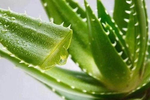 Hợp chất có trong cây nha đam mở ra hy vọng điều trị bệnh Alzheimer