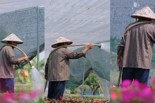 Nhà vườn Tp.HCM tất bật 'chăm hoa, đón xuân'