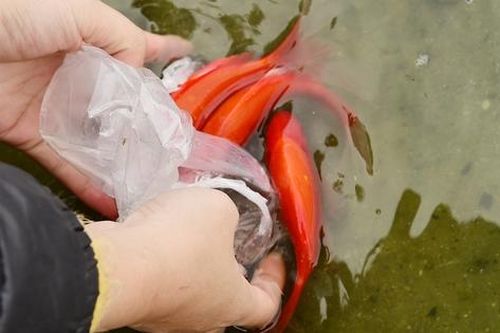 Vì sao cá chép gắn với hành trình Ông Táo lên thiên đình suốt bao đời nay?