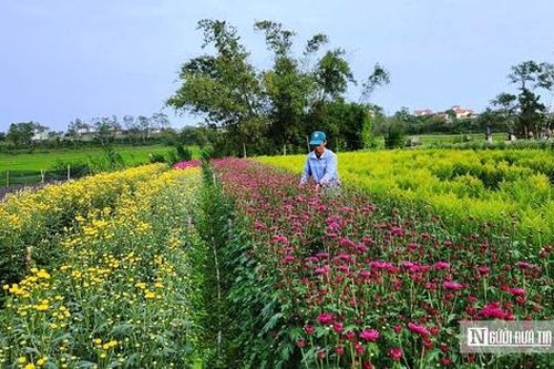 Vườn đào bung nở sớm, hoa ngắn ngày 'gánh' Tết cho thủ phủ hoa Quảng Trị