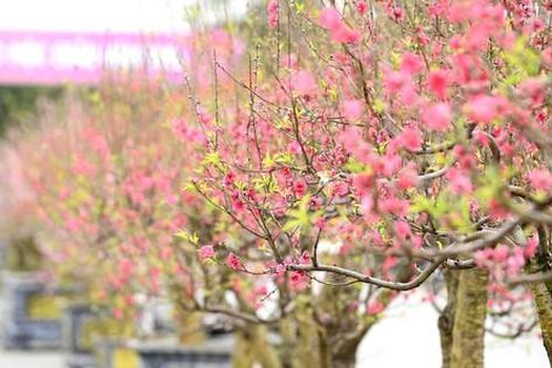 Quảng trường Lam Sơn rực rỡ hội chợ hoa đào Tết sau nhiều năm 'vắng bóng' kinh doanh