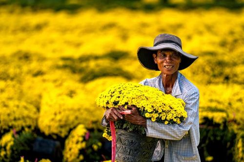 Rực rỡ làng hoa miền Tây ngày cận Tết