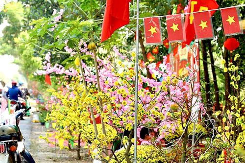 TPHCM: Sức sống mới của làng mai vàng Bình Lợi