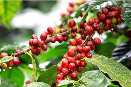 Giá nông sản hôm nay (9/2): Giá cà phê trong nước ổn định, hồ tiêu neo cao