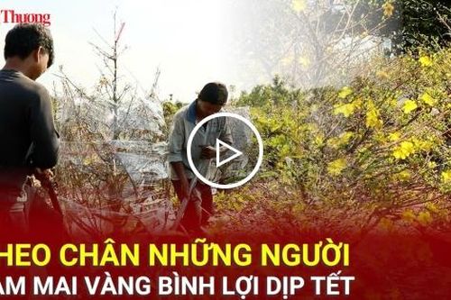 TP. Hồ Chí Minh: Theo chân những người làm mai vàng Bình Lợi dịp Tết