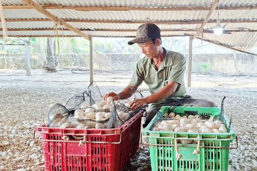 Mỹ Thới vào vụ Tết