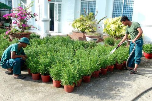 Ban Chỉ huy Quân sự xã Ô Lâm trồng 3.000 cây hoa vạn thọ phục vụ thị trường tết