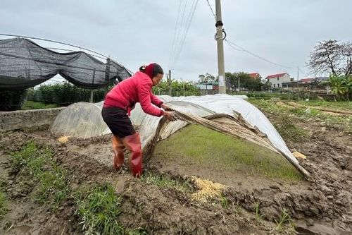 Bắc Ninh: Chủ động phòng, chống rét đậm, rét hại bảo vệ cây trồng, vật nuôi
