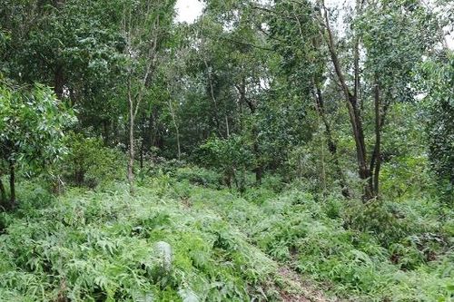 Bắc Ninh công bố hiện trạng, diện tích rừng năm 2025