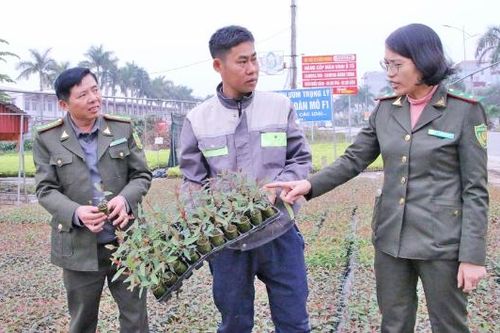 Bắc Ninh: Bảo đảm độ che phủ rừng