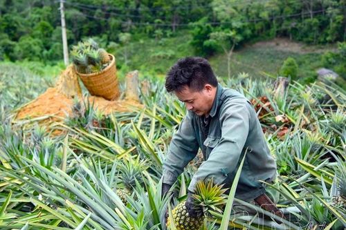 Mường Nhà hướng tới vùng sản xuất dứa quy mô lớn