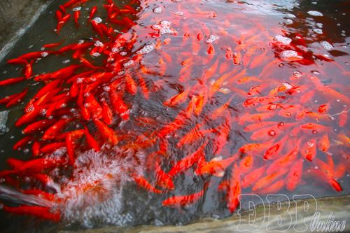 Nhộn nhịp vào vụ cá chép đỏ