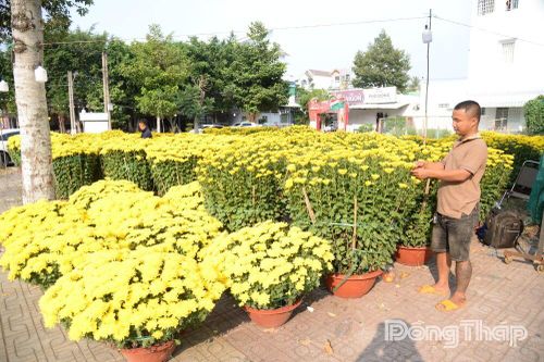 Hoa, kiểng tết 'tràn' ra đường