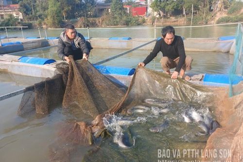 Hỗ trợ phát triển cá lồng