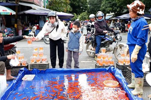 Nhộn nhịp thị trường cá chép đỏ