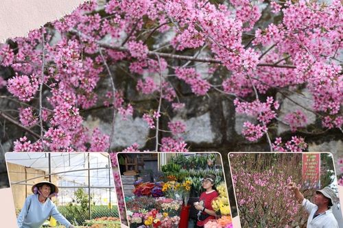 Mùa xuân xuống phố cùng hoa Đà Lạt