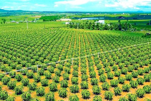 'Rồng Xanh' chinh phục thị trường khó tính