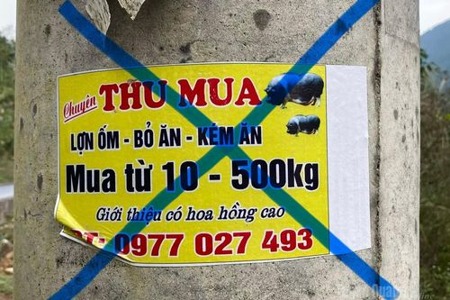Buôn bán, tiêu thụ lợn bệnh là hành vi vi phạm pháp luật