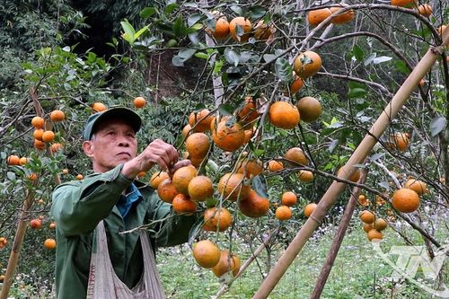 Rộn ràng mùa cam, quýt Tết