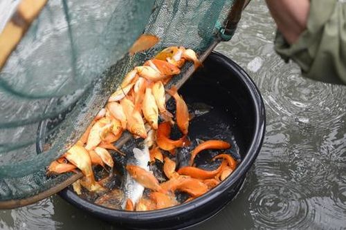 Thủ phủ cá chép ở Thanh Hóa 'cháy hàng' trước ngày ông Công, ông Táo