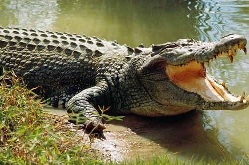 Nhảy xuống sông tránh voi thì đụng độ cá sấu, người đàn ông tử vong thương tâm