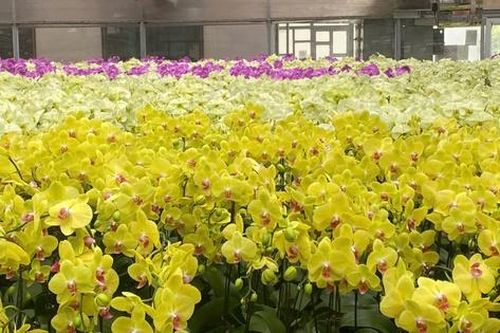 Chuyên gia chỉ cách chọn và chăm sóc lan hồ điệp bền đẹp suốt Tết