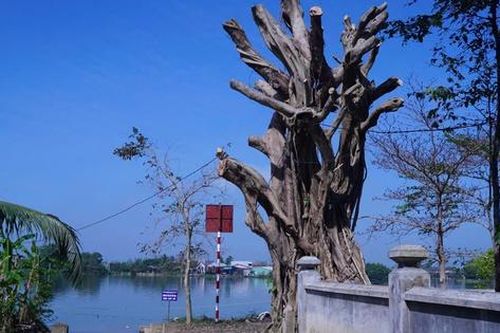 Phường ở Huế lên tiếng về thông tin cây cổ thụ tại khu vực di tích bị cắt tỉa quá mức