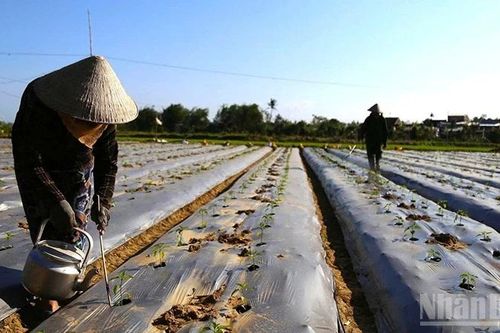 Vững vàng sau thiên tai, làng hoa-làng rau Gia Lai hồi sinh đón Tết