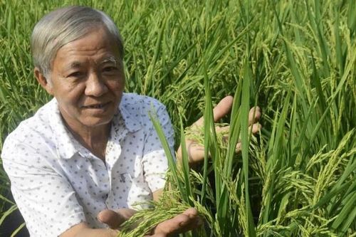 Độc đáo nghề trồng lúa làm cây kiểng bán trong dịp Tết
