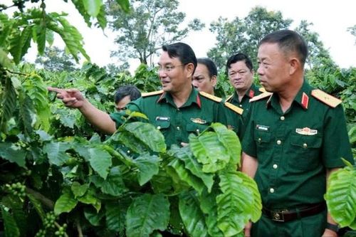 Từ vùng đất đỏ bazan đến cà-phê người lính