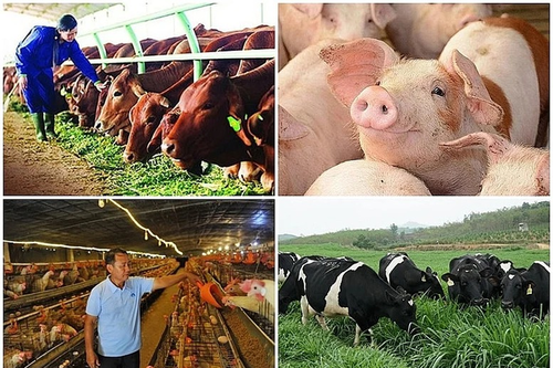 Chính sách mới: Siết chặt kiểm dịch động vật trên cạn