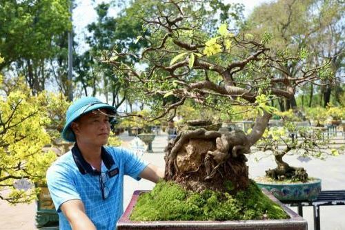 Gần 20 năm nuôi mai bằng sự nhẫn nại của người Huế